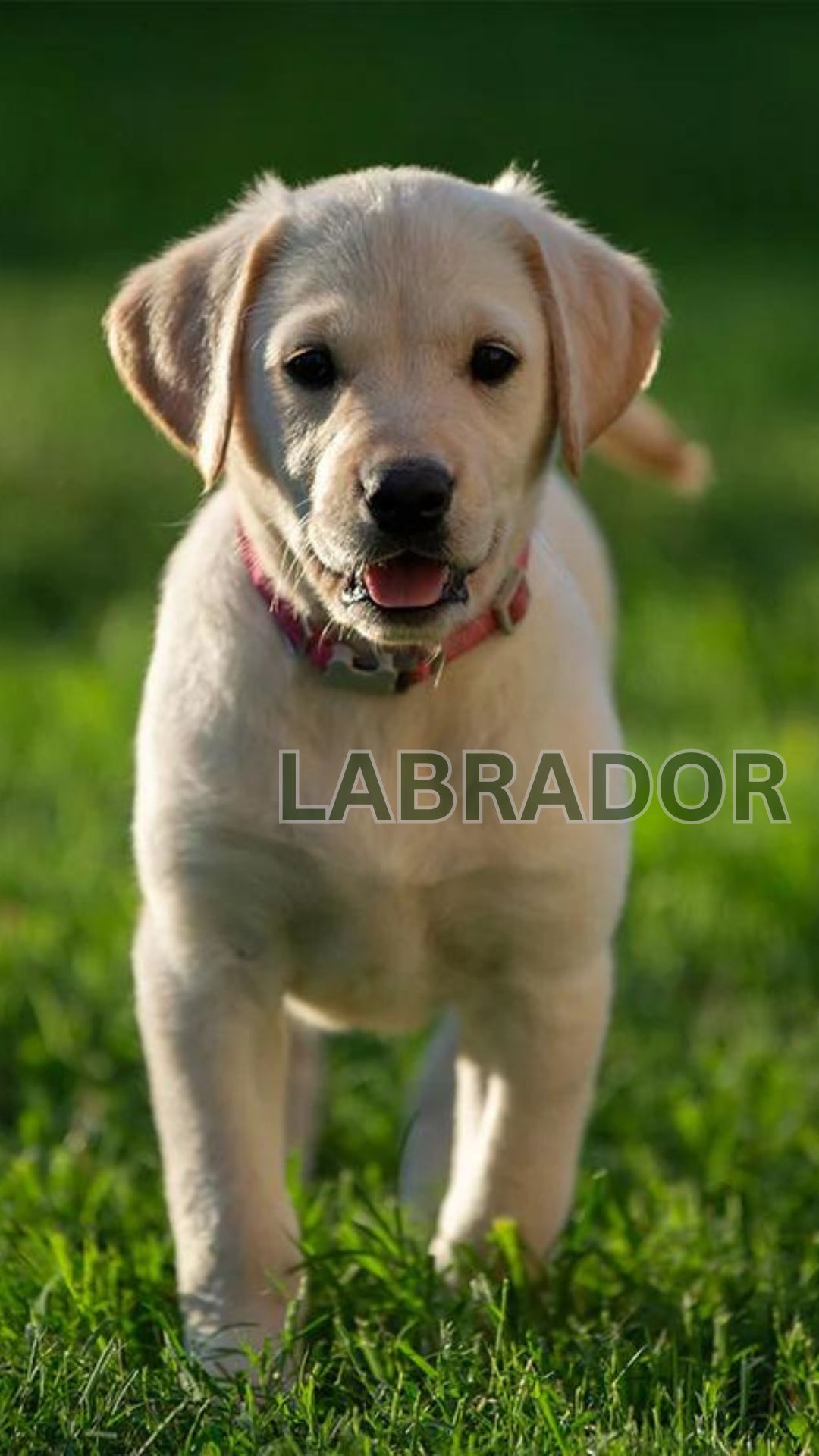 popular dog breeds in india (Labrador)